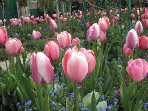 tulips